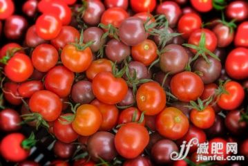 農業,水果,櫻桃,西紅柿,有機食品_567733047_Organic red and black cherry tomatoes_創意圖片_Getty Images China