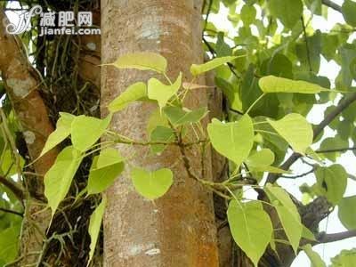 9種冬季美膚花草茶排毒養顏