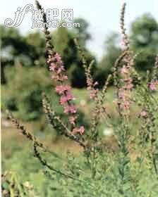 9種冬季美膚花草茶排毒養顏