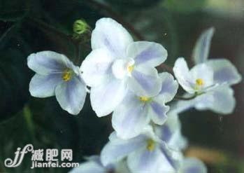 9種冬季美膚花草茶排毒養顏