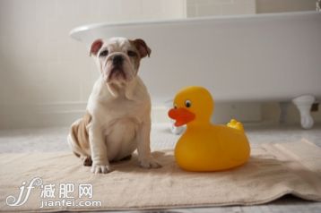 動物主題,家畜,概念,主題,家庭生活_200455439-001_Dog on mat with plastic duck_創意圖片_Getty Images China