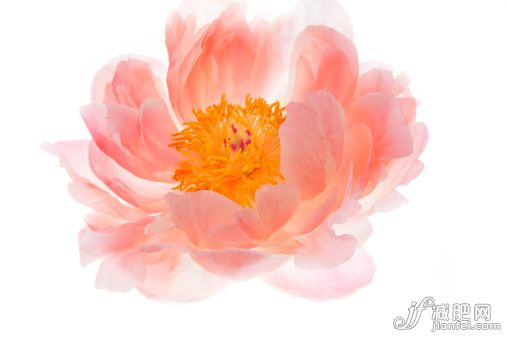 自然,植物學,影棚拍攝,花,花頭_496658481_Peony, perfect bloom_創意圖片_Getty Images China