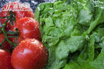 食品,影棚拍攝,室內,紅色,蔬菜_561095843_Close up of lettuce and vine tomatoes being washed_創意圖片_Getty Images China